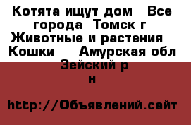 Котята ищут дом - Все города, Томск г. Животные и растения » Кошки   . Амурская обл.,Зейский р-н